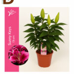 LILIUM OR SUNNY AZORES 19Q 62CM 10fl 4Br/ LİLYUM BİTKİSİ / 1 ADET