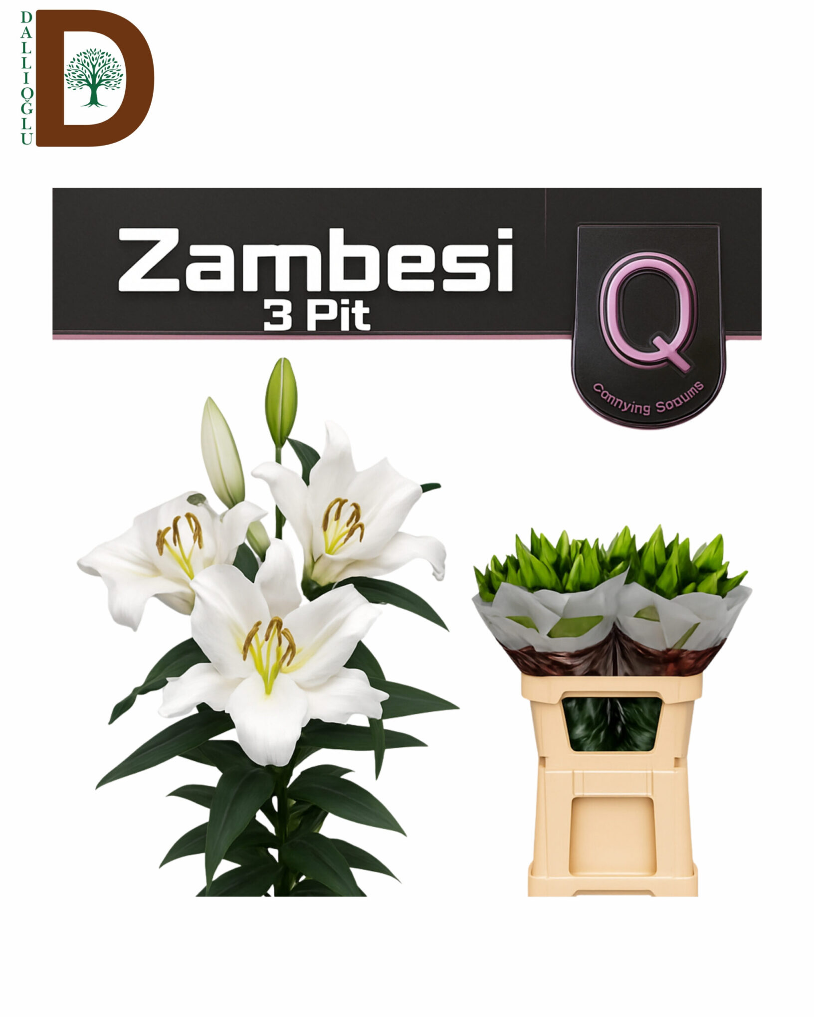LILIUM OR X TR ZAMBESI 100CM 55FI LILIUM OR HELVETIA 85cm 51Fl / LİLYUM / 1 DEMET - 10 ADET - Görsel 1