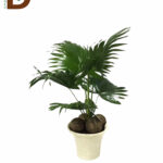 LIVISTONA ROTUNDIFOL 23Q 70CM/ LİVİSTONYA / 1 ADET