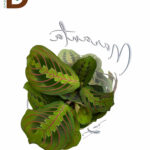 MARANTA FASCİNATOR - 1 ADET