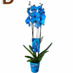 PHALAENOPSIS BLUE 12Q 75CM 2BR 23STD / MAVİ ORKİDE / 1 ADET