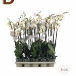 PHALAENOPSİS HYBRID 12Q 75CM 2BR 22STD / LİKE ÇİFTLİ BEYAZ ORKİDE / 1 ADET
