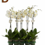 PHALAENOPSİS HYBRID 12Q 75CM 1BR 22STD / LIKE TEKLİ BEYAZ ORKİDE / 1 ADET