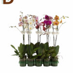 PHALAENOPSİS HYBRID 12Q 75CM 1BR 22STD / LIKE TEKLİ MİX ORKİDE / 1 ADET