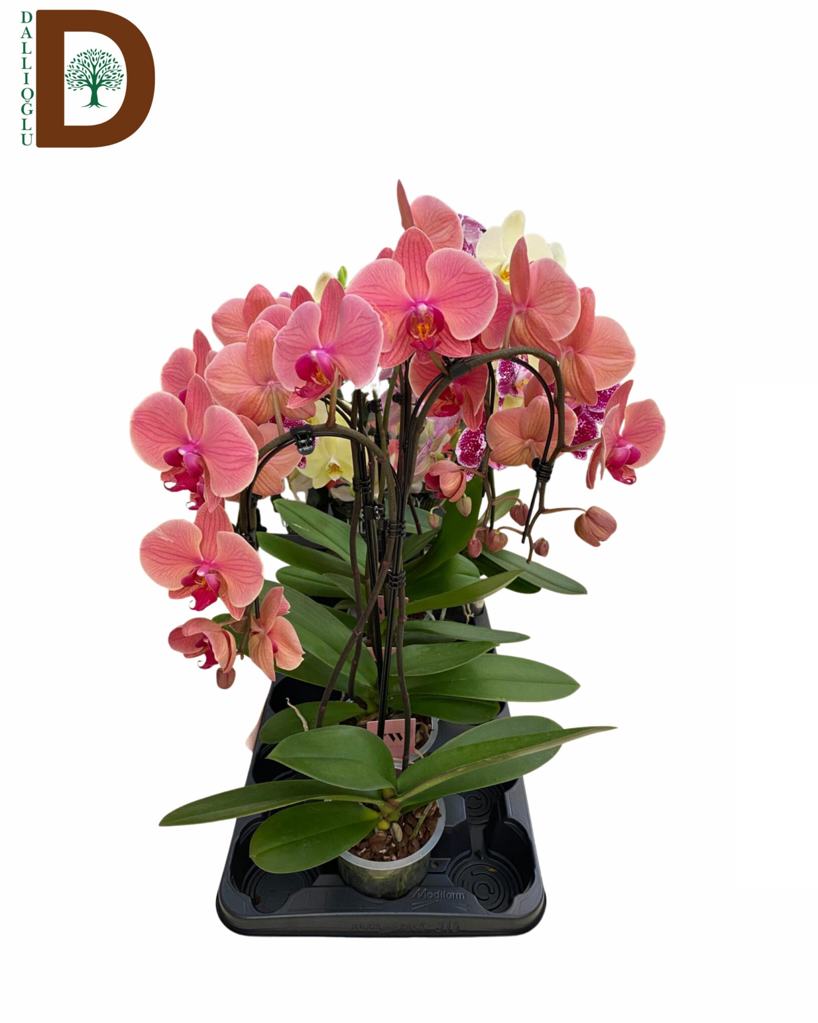 PHALAENOPSIS HYRBID ASIAN CORAL _ KASKADE ORKİDE _ 1 ADET _ 750TL _ ORKİDE PHALAENOPSIS HYRBID ASIAN CORAL / KASKADE ORKİDE / 1 ADET - Görsel 1