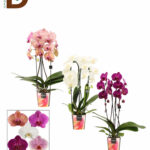 PHALAENOPSIS HYBRID 12Q 75CM 2BR 23 STD DECORIUM / ÇİFT DAL MİX DECORİUM ORKİDE / 1 ADET