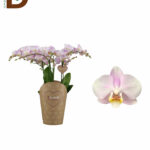 PHALAENOPSİS MTFL FL SAFE HAVEN 17Q 50CM 5Br 22std /I LIKE DUETTO ORKİDE / 1 ADET