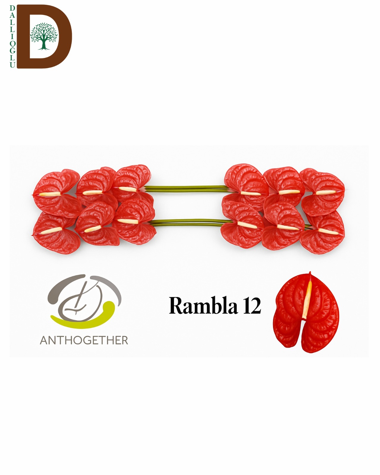 PHOTO-2025-11-23-17-51-25 ANTHURIUM A RAMBLA / 16 ADET - Görsel 1