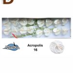 ANTHURIUM A ACROPOLIS / 1 KUTU - 16 ADET