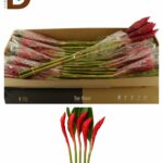 ALPINIA PURPURATA 90 CM / 5 ADET