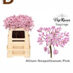 ALLIUM NAP PINK / 10 ADET
