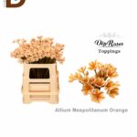 ALLIUM NAP ORANGE / 10 ADET