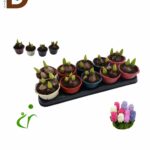HYACINTHUS MIX 3 SRT 12Q 15CM 60fl / 3'LÜ SÜMBÜL MİX / 1 ADET