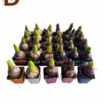 HYACINTHUS MIX 4 SRT Q7 12CM 30fl / TEKLİ SÜMBÜL MİX / 1 ADET