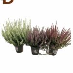 CALLUNA GARDEN MIX CC Q11 22CM / CALLUNA / 1 ADET