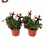 OXALIS DEPPEI Q12 20CM / UYKU ÇİÇEĞİ / 1 ADET