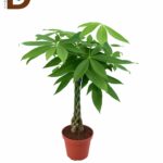 PACHIRA AQUATICA Q14 60CM / ÖRGÜLÜ PACHİRA/ 1 ADET