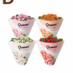 QUEEN KALANCHOE Q10 / 1 ADET
