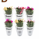 QUEEN SCHLUMBERGERA Q9 / 1 ADET