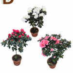 RHODODENDRON OV 19Q 60CM 33STD / BASTON AÇELYA