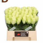 ROSA GR ATHENA 35CM 23STD / BEYAZ GÜL / 10 ADET