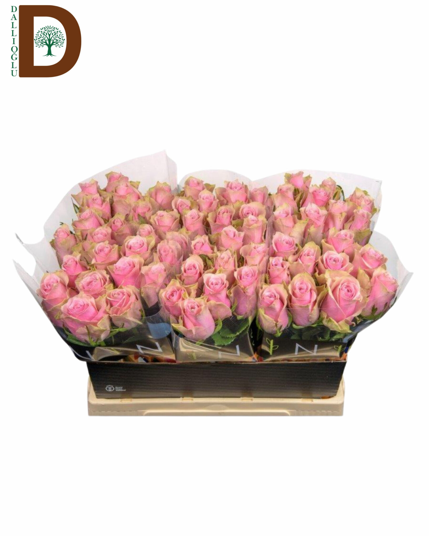ROSA GR ATHENA ROYAL 35CM 23STD ROSA GR ATHENA ROYAL 40CM 23STD / 10 ADET - Görsel 1