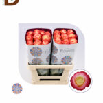 ROSA GR CABARET 60CM / EKVATOR GÜL / 25 ADET