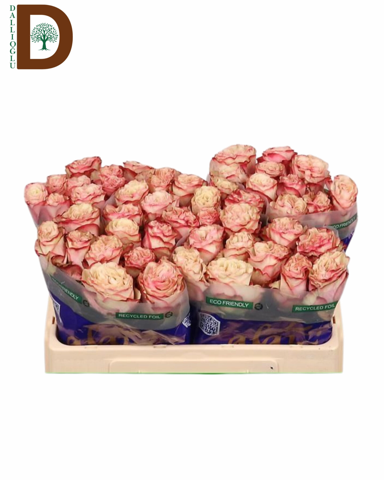 ROSA GR COUNTRY CANDY 50CM 33STD ROSA GR GRAVITY 50CM 23STD / 10 ADET - Görsel 1