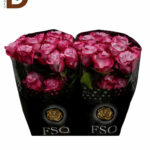 ROSA GR DEEP PURPLE 40CM 23STD / 10 ADET
