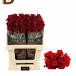 ROSA GR EVER RED 60cm 23std / 1 DEMET - 10 DAL / İTHAL KIRMIZI GÜL