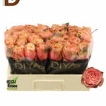 ROSA GR KHALA 50CM 23STD / 10 ADET