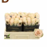 ROSA GR LADY CAVA 50CM 23STD / 10 ADET