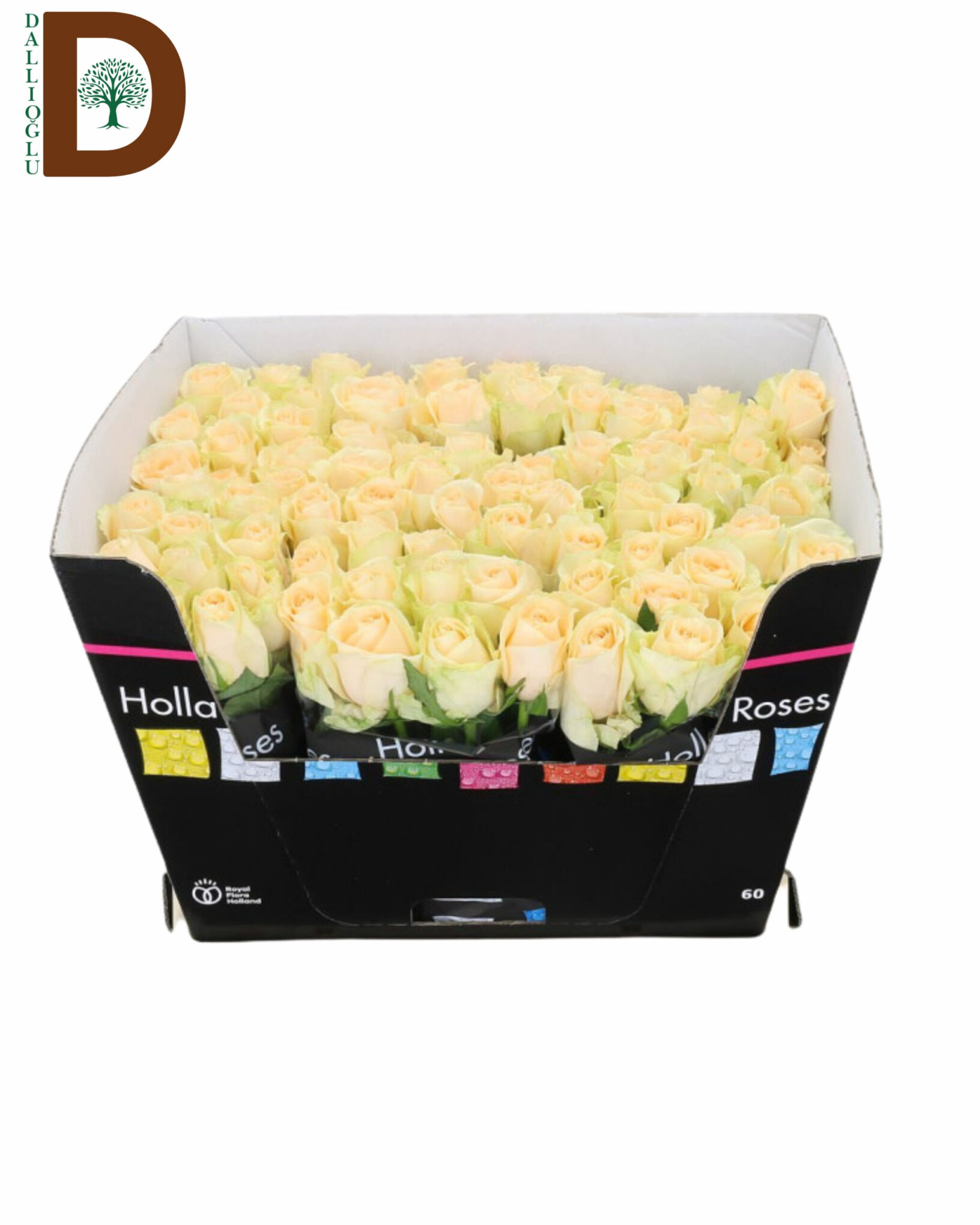 ROSA GR MAGIC AVALANCHE 60CM 23STD ROSA GR MAGIC AVALANCHE 50CM 23STD / 10 ADET - Görsel 1