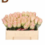 ROSA GR PINK ATHENA 40CM 23STD / 10 ADET