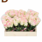 ROSA GR REVIVAL SWEET 60CM 23STD / 10 ADET