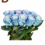 ROSA GR SW AURORA BOREAL TIN / EKVATOR GÜL / 25 ADET