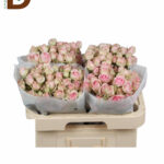 ROSA TR DINARA 70CM 23STD / 10 DAL
