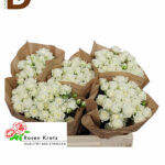 ROSA TR SNOWFLAKE 50CM 23STD / 1 DEMET - 10 DAL