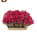 ROSA TR PINK BOOM 50CM 23STD / 10 DAL