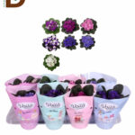 SAINTPAULIA MIX 12Q 20CM 33STD / MENEKŞE MİX / 1 ADET