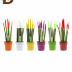SANSEVIERIA CYLINDRICA 12Q 40CM / BOYALI SANSEVERIA / 1 ADET