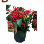 SKIMMIA JAPONICA 'BEATIFUL'  / 1 ADET