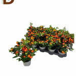 SOLANUM PS BARTOLI BES 12Q 35CM / SOLANYUM / 1 ADET