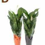 SPATHIPHYLLUM BINGO CUPIDO Q17 80CM 4fl/ BARIŞ ÇİÇEĞİ/ 1 ADET