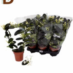 STEPHANOTIS FLORIBUNDA 12Q 40CM / YASEMİN / 1 ADET