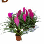 TILLANDSIA 505Q 20CM / TİLLANDSYA
