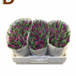 TULIPA EN BULLIT 36CM 34GR 33STD / 10 ADET