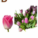 TULIPA EN DYNASTY 36CM 32GR / 10 ADET
