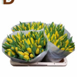 TULIPA EN STRONG GOLD 42CM 34GR / 1 DEMET - 10 ADET
