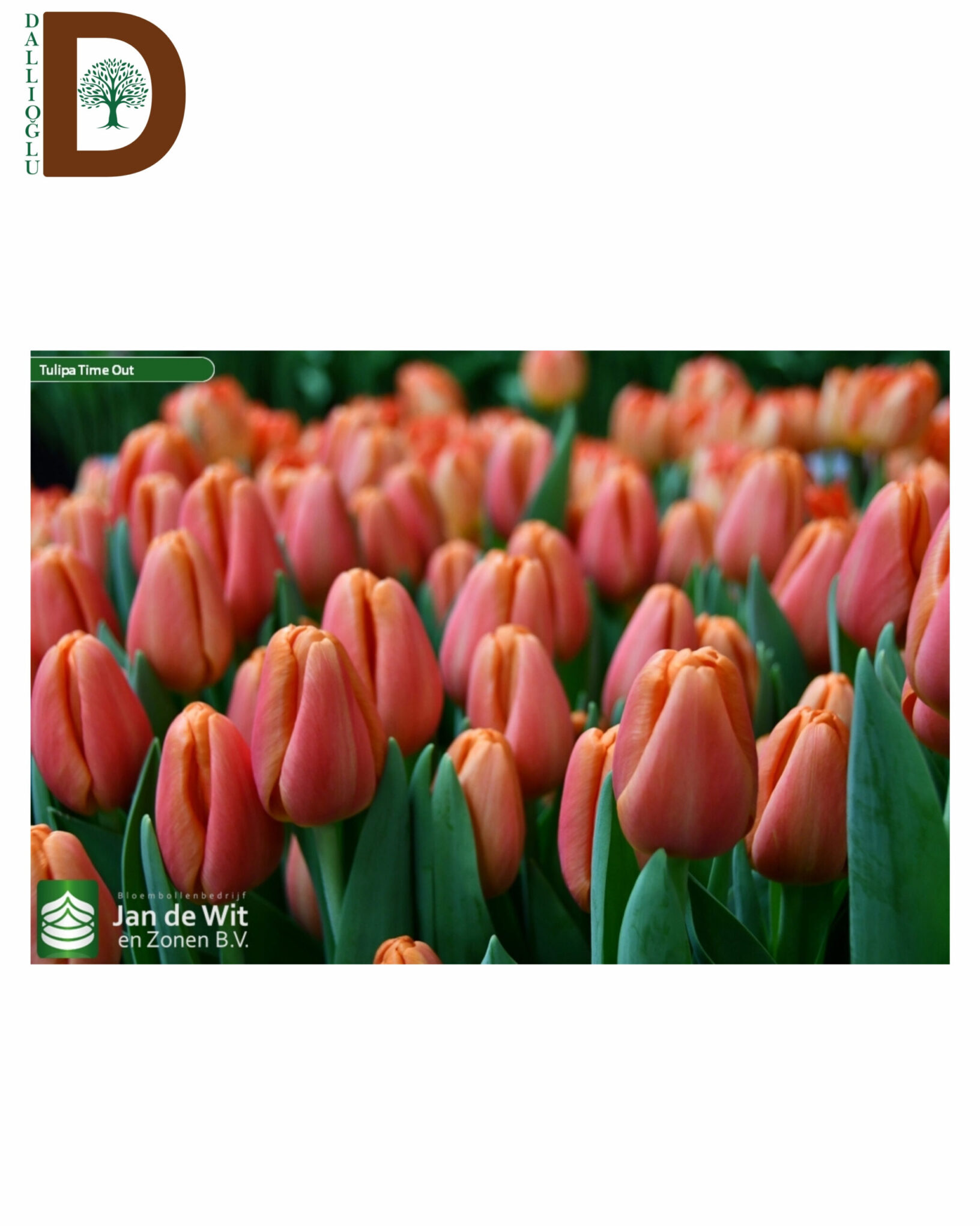 TULIPA EN TIME OUT 40CM 28GR TULIPA EN TIME OUT 40CM 28GR / 10 ADET - Görsel 1